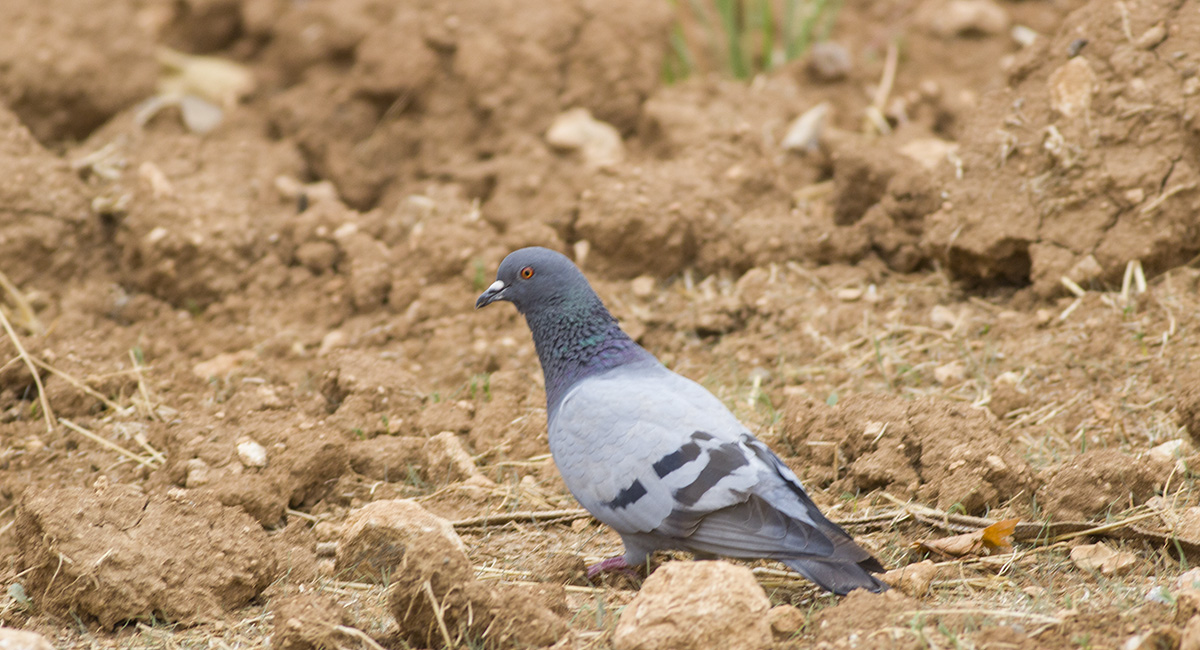 Rock Pigeon